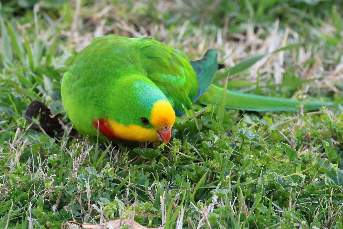 Superb Parrot - ML641722250
