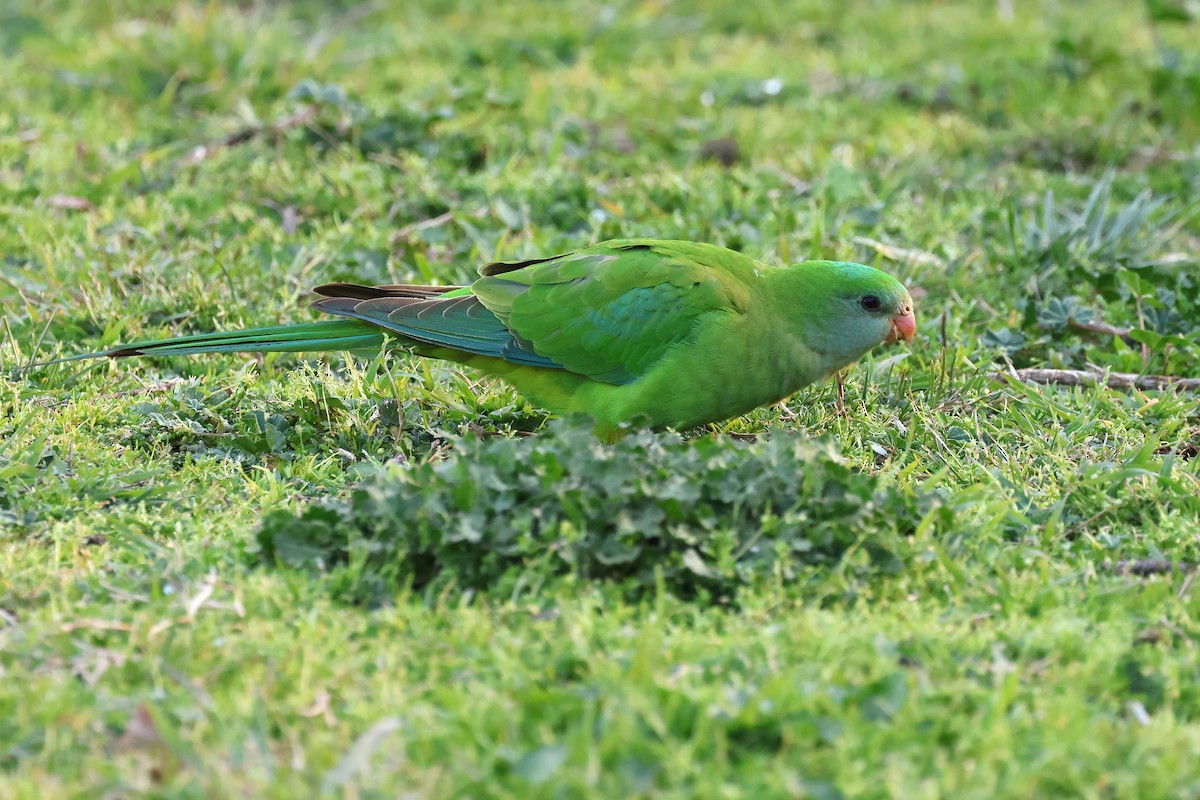 Superb Parrot - ML641722251