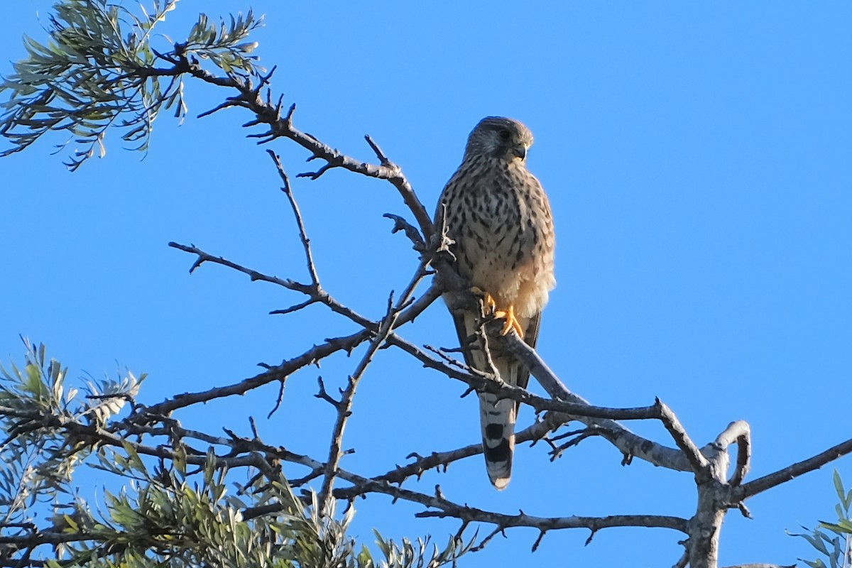 Eurasian Kestrel (Eurasian) - ML641722267