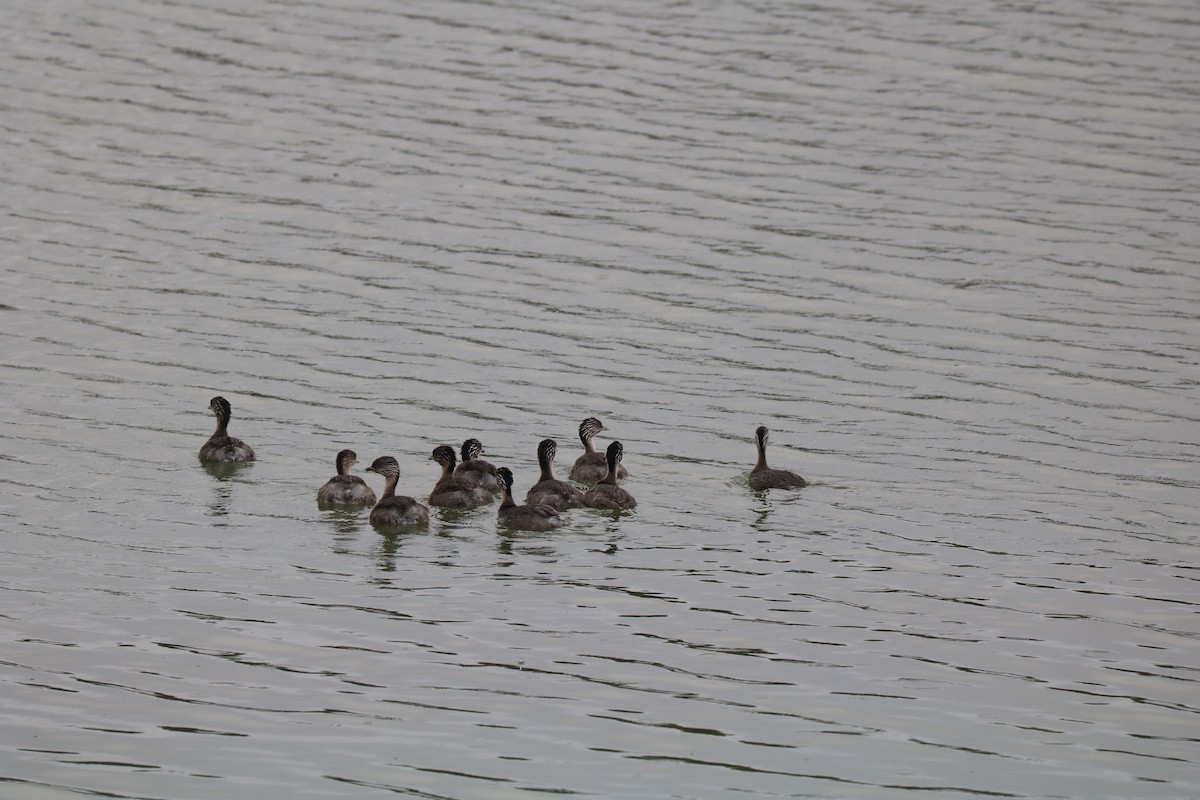 Hoary-headed Grebe - ML641722282