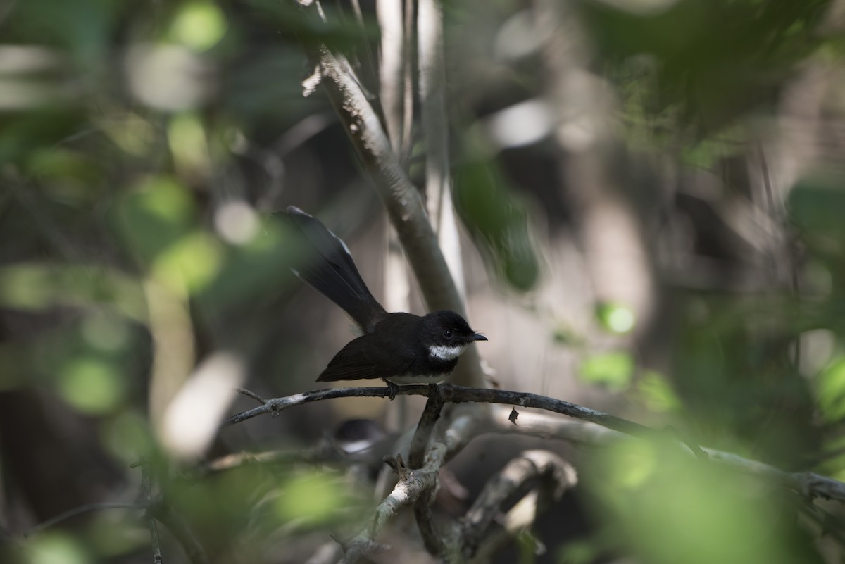 Malaysian Pied-Fantail - ML641722309