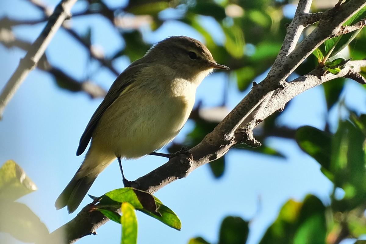 Common Chiffchaff - ML641722314