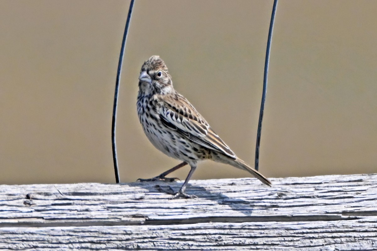 Prärieammer - ML641722351