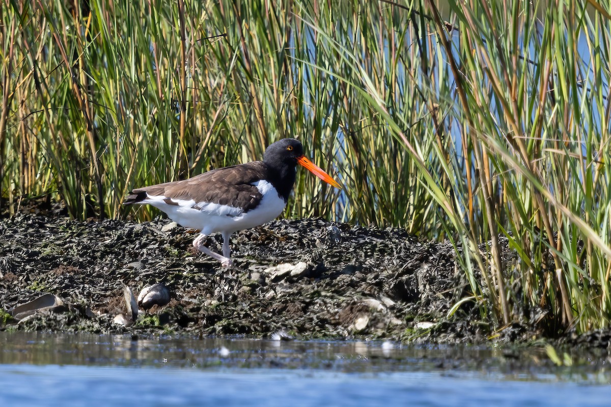 American Oystercatcher - ML641722401