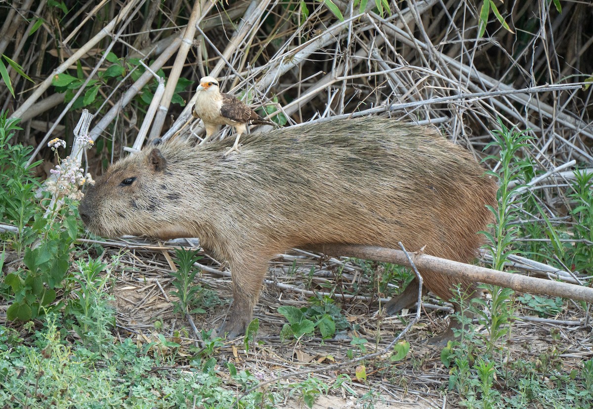 čimango žlutavý - ML641722404