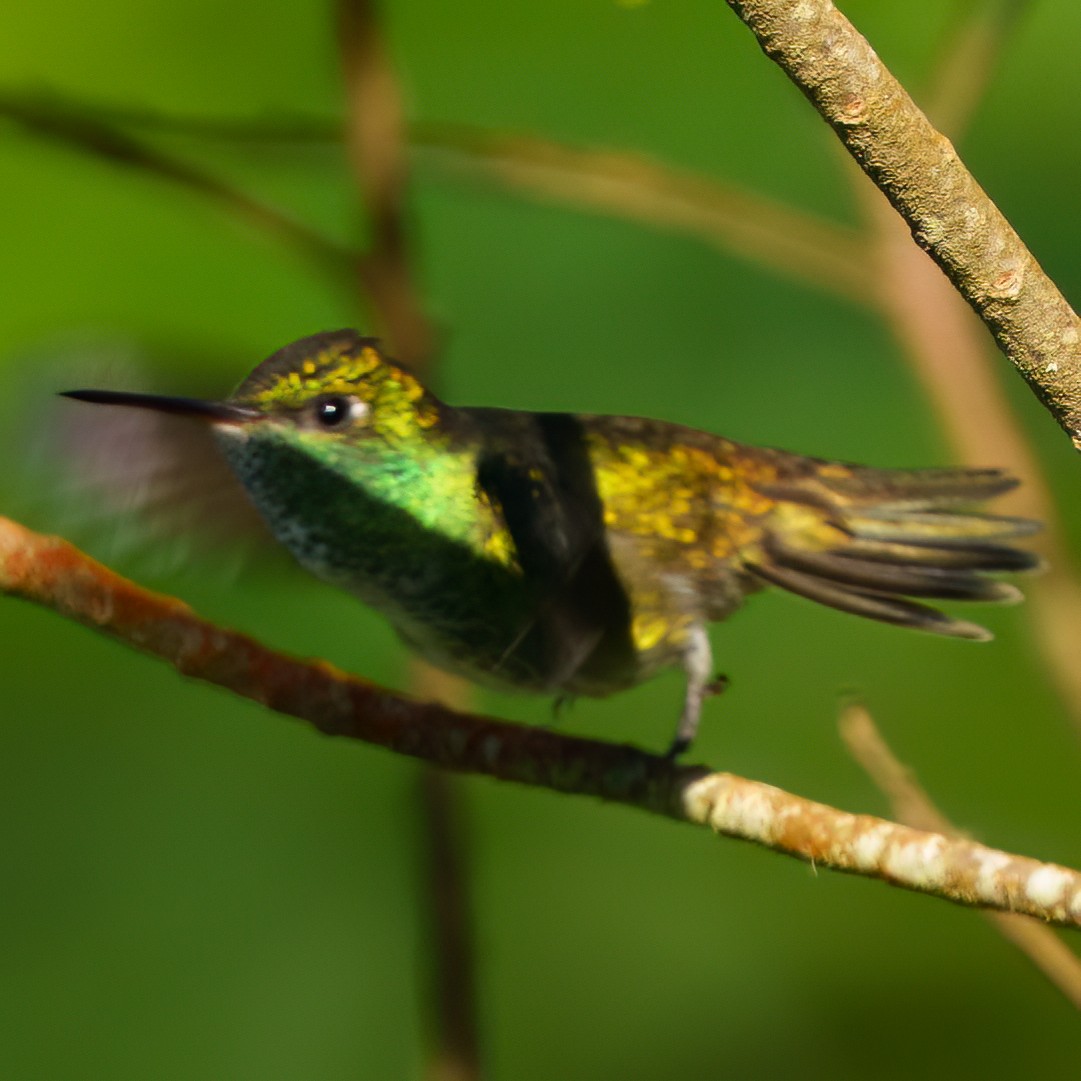 tupikolibri - ML641722431