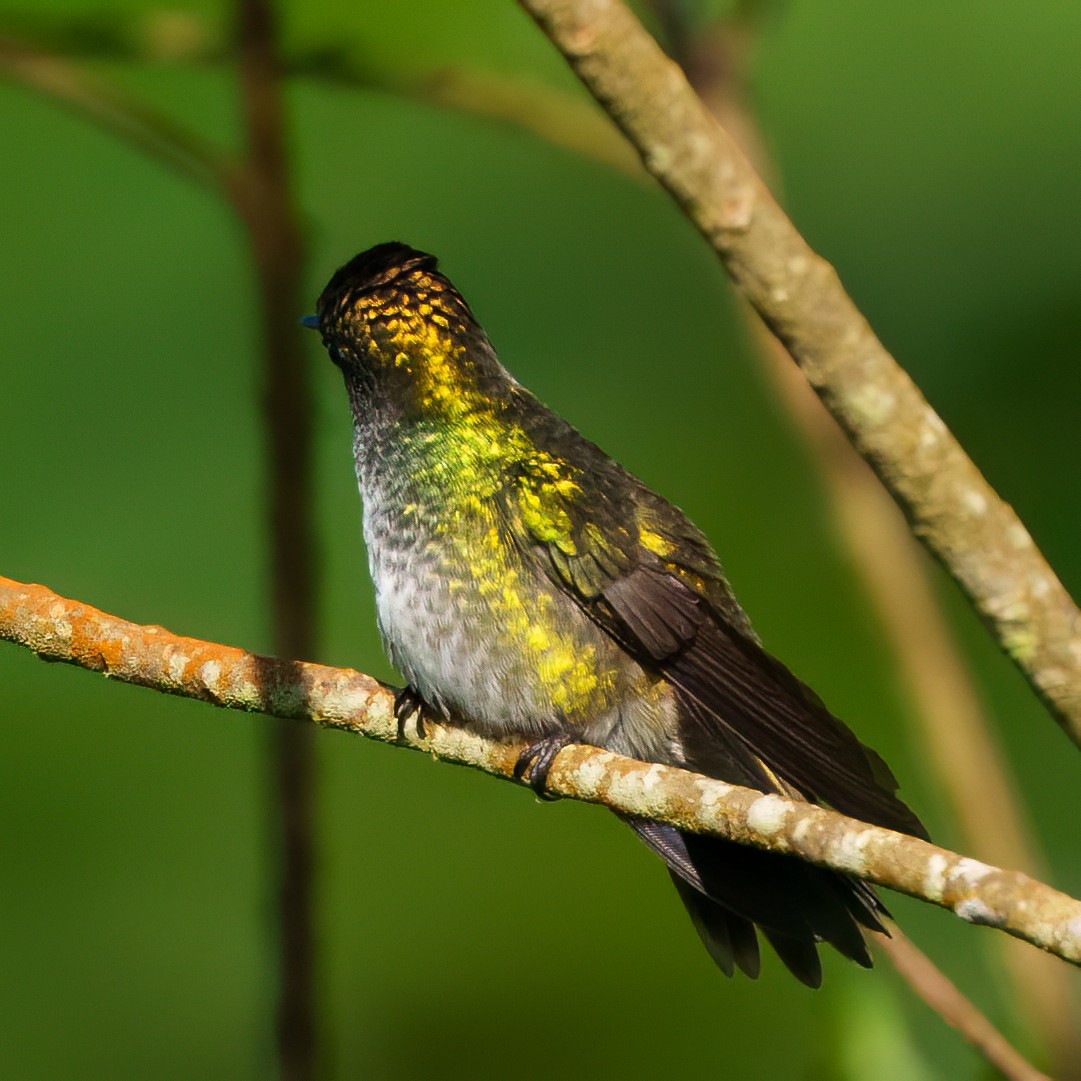 tupikolibri - ML641722432