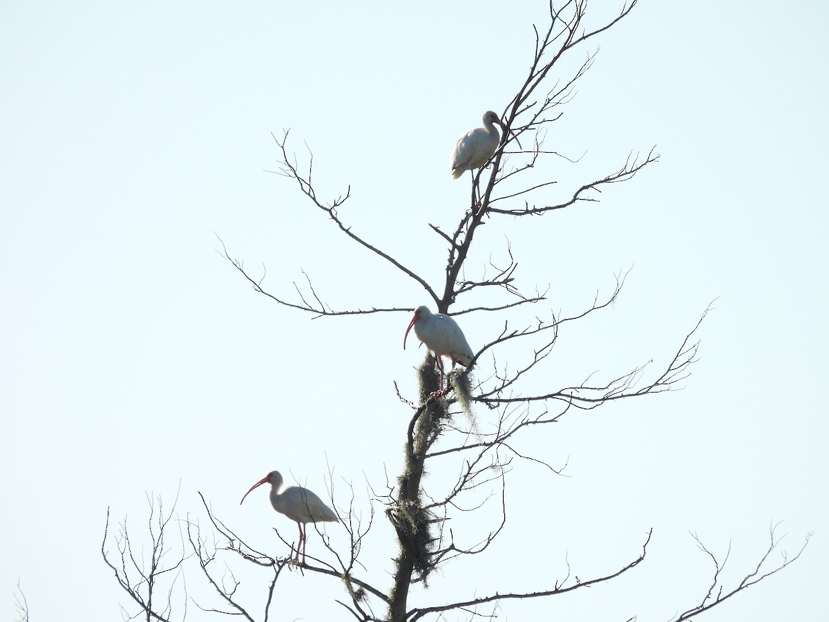 White Ibis - ML641722447
