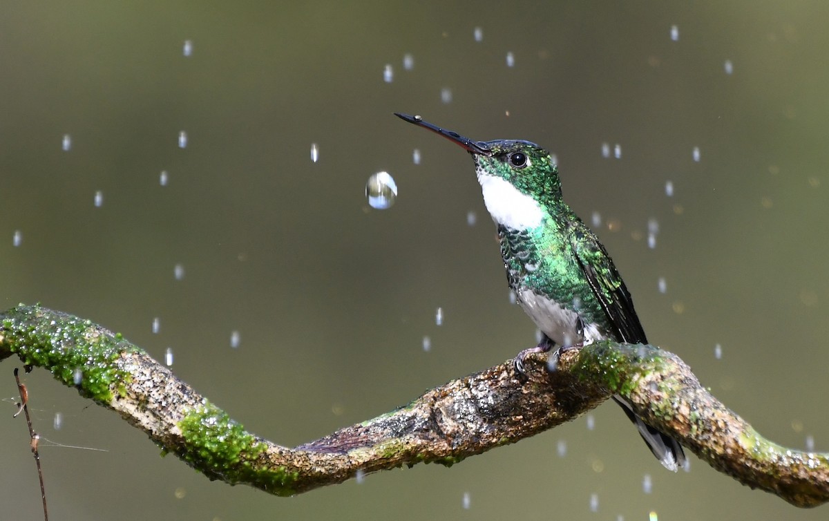 White-throated Hummingbird - ML641722473