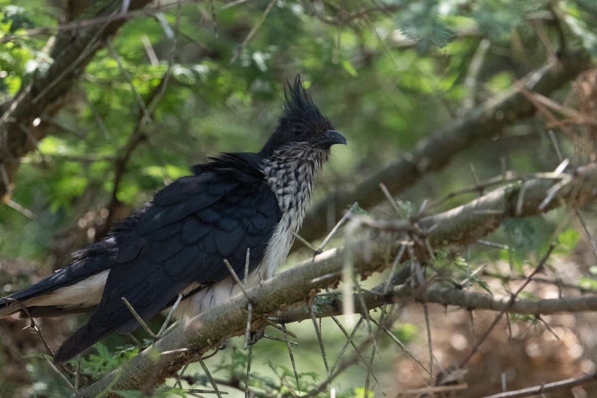 ムナフカンムリカッコウ - ML641722477