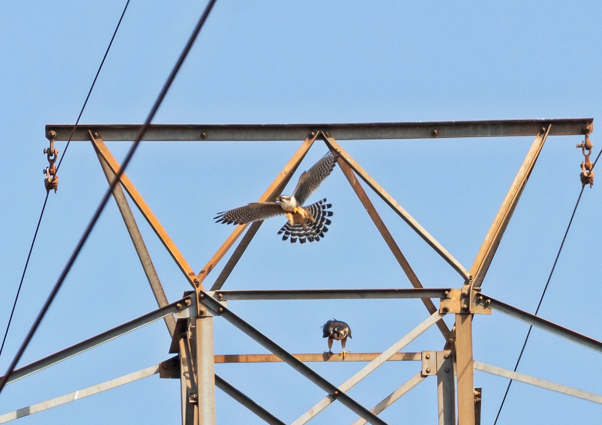 Aplomado Falcon - ML641722487