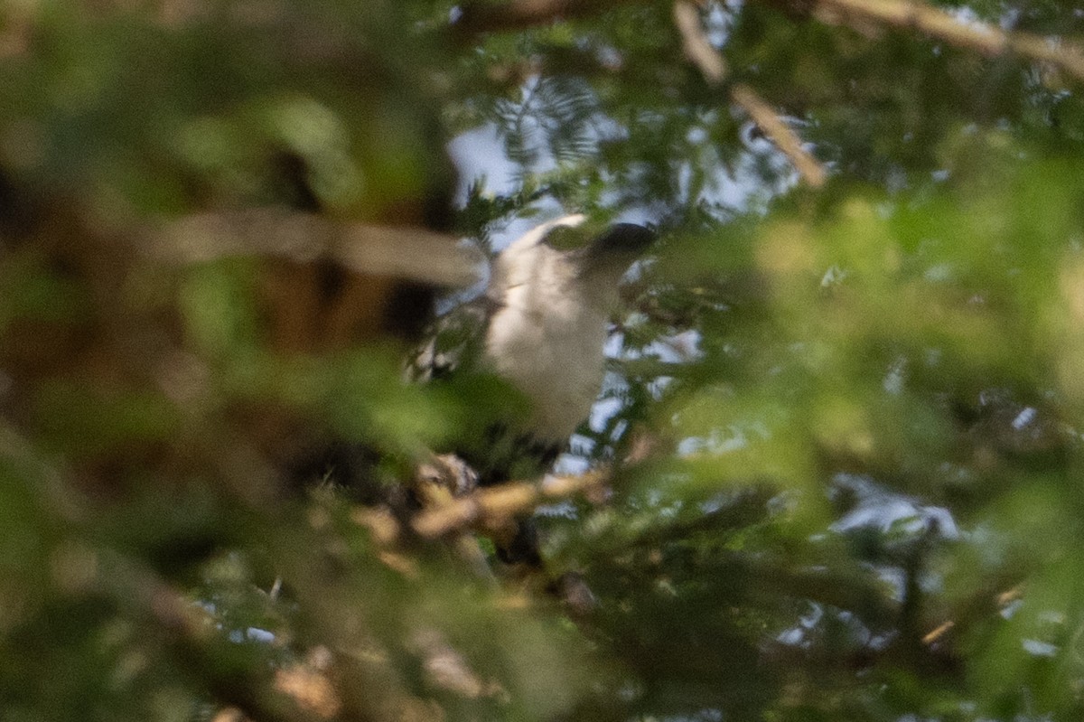 White-headed Barbet - ML641722506