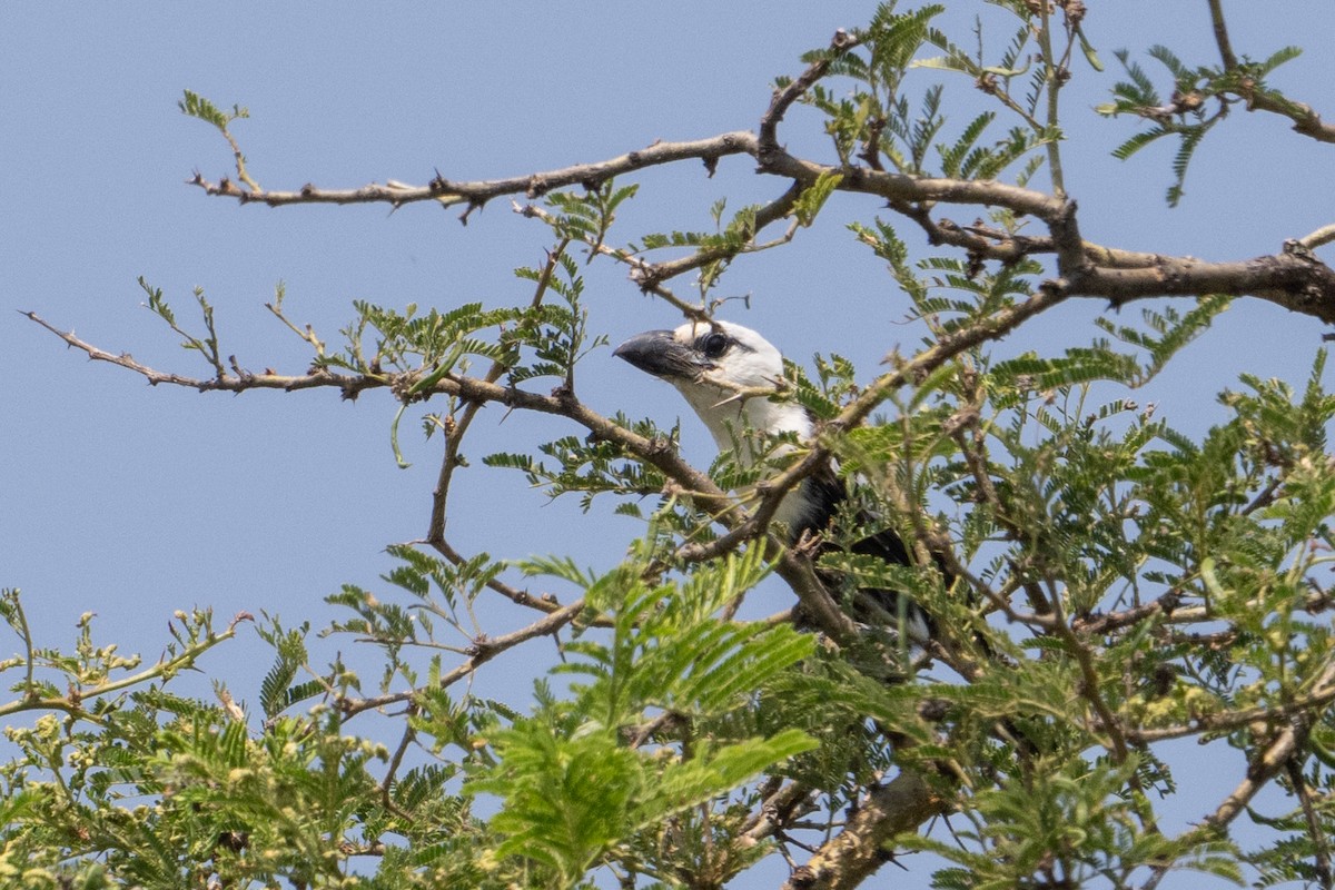 White-headed Barbet - ML641722509