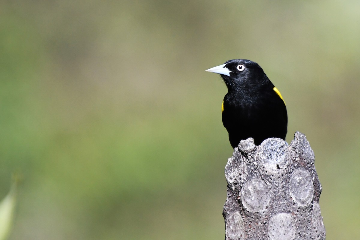 Golden-winged Cacique - ML641722525