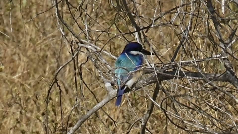 モリショウビン - ML641722567