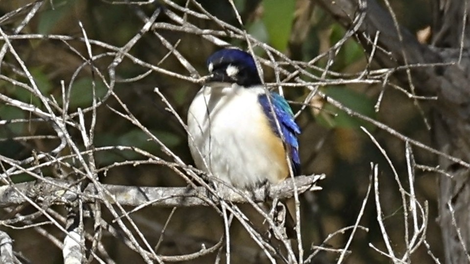 モリショウビン - ML641722569