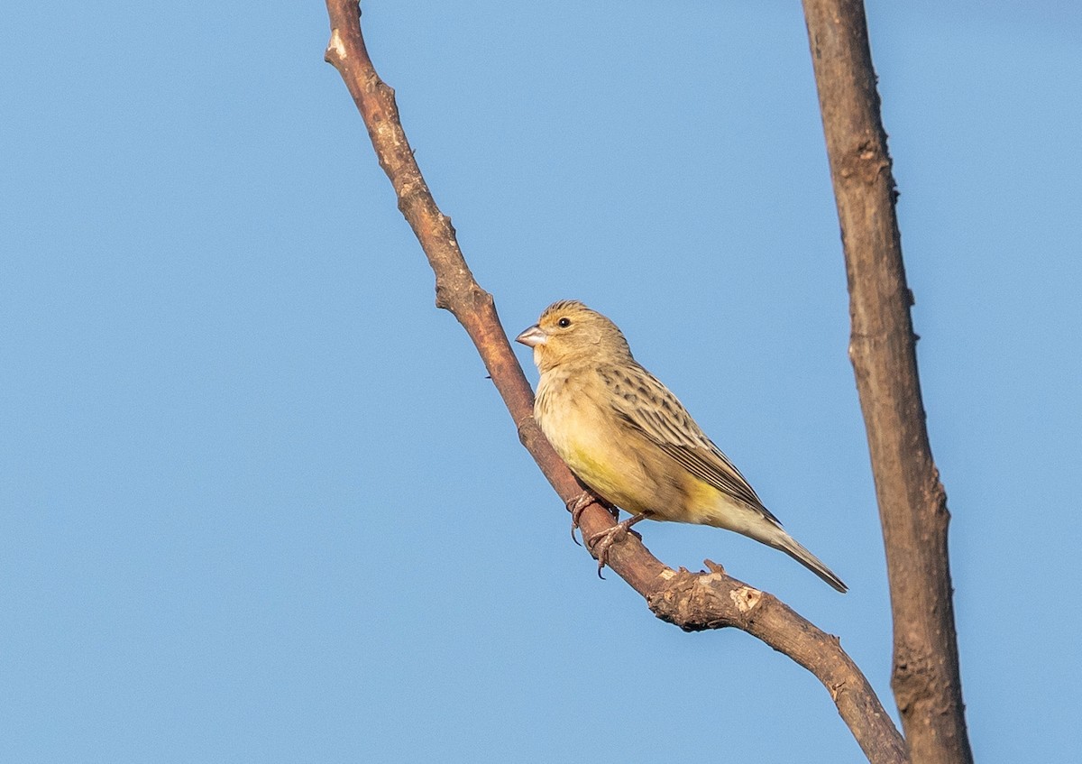 Grassland Yellow-Finch - ML641722601