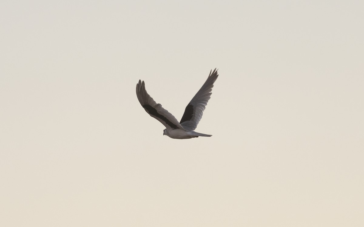 Letter-winged Kite - ML641722609