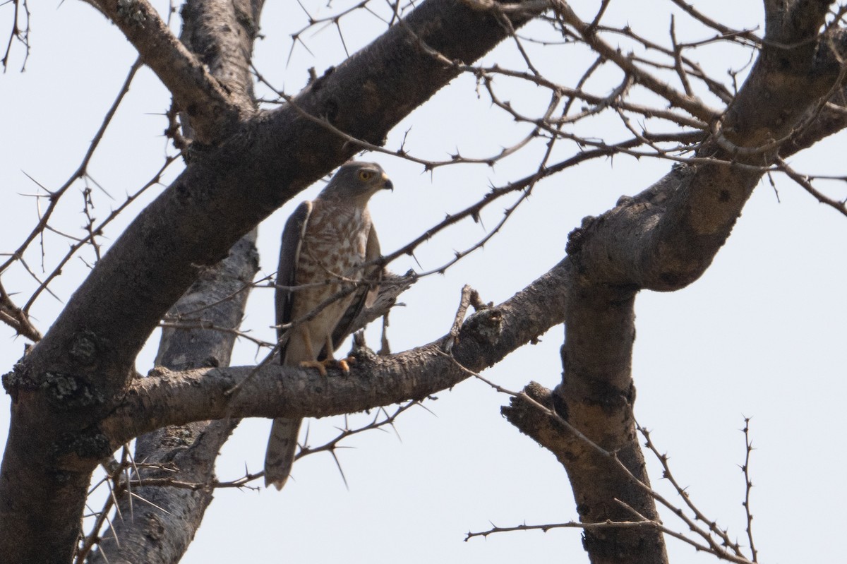 Shikra gabiraia - ML641722634
