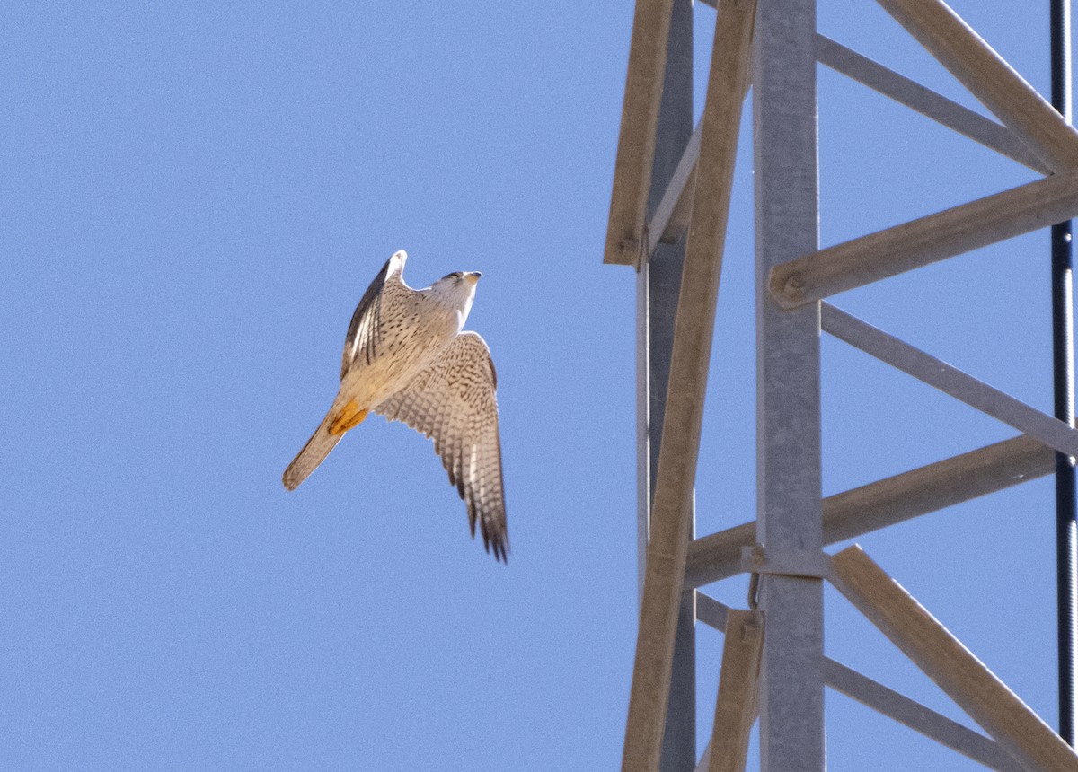 Halcón Gris - ML641722662
