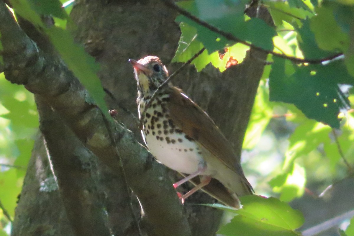 Wood Thrush - ML641722749