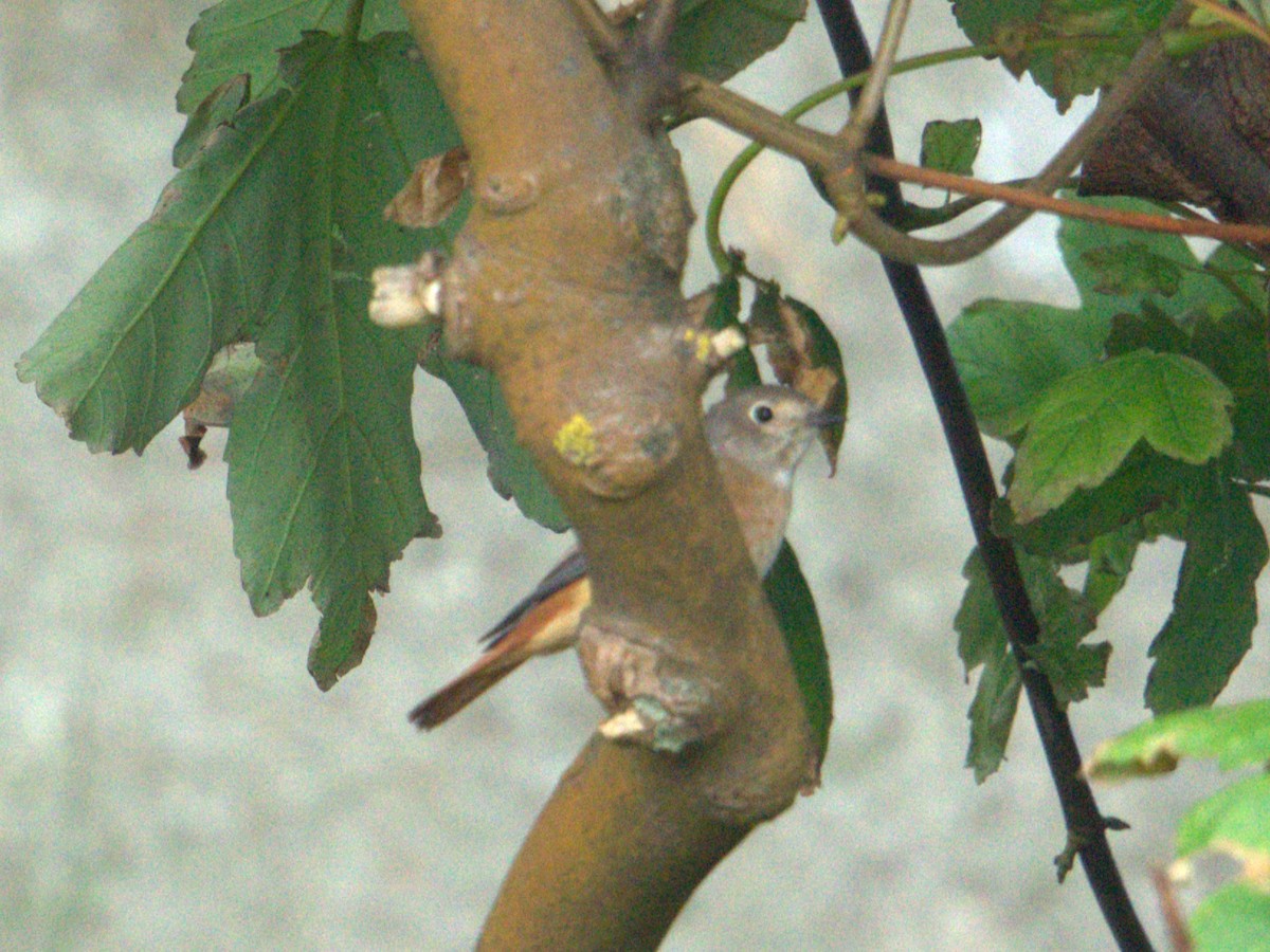 Common Redstart - ML641722791