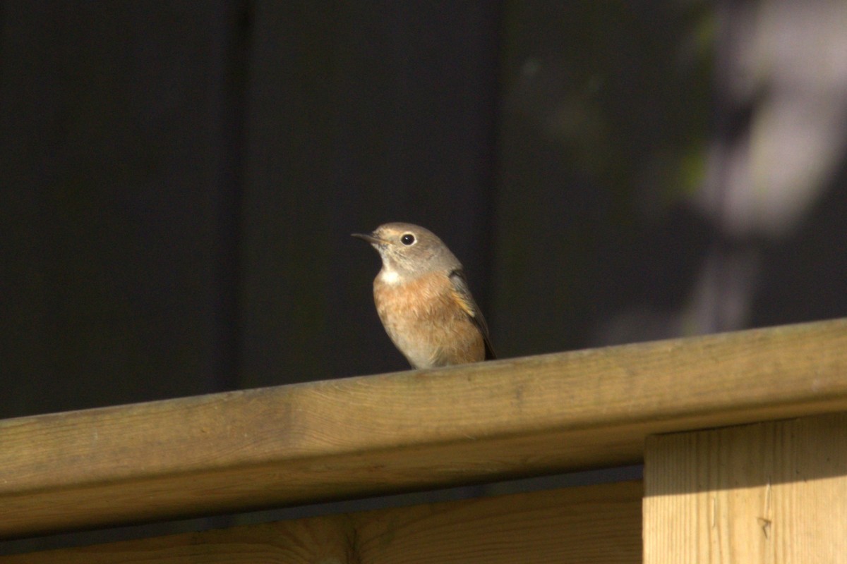 Common Redstart - ML641722796