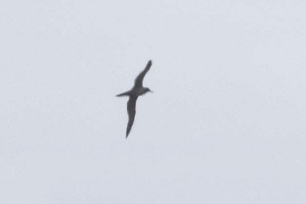 Graumantelalbatros - ML641722857