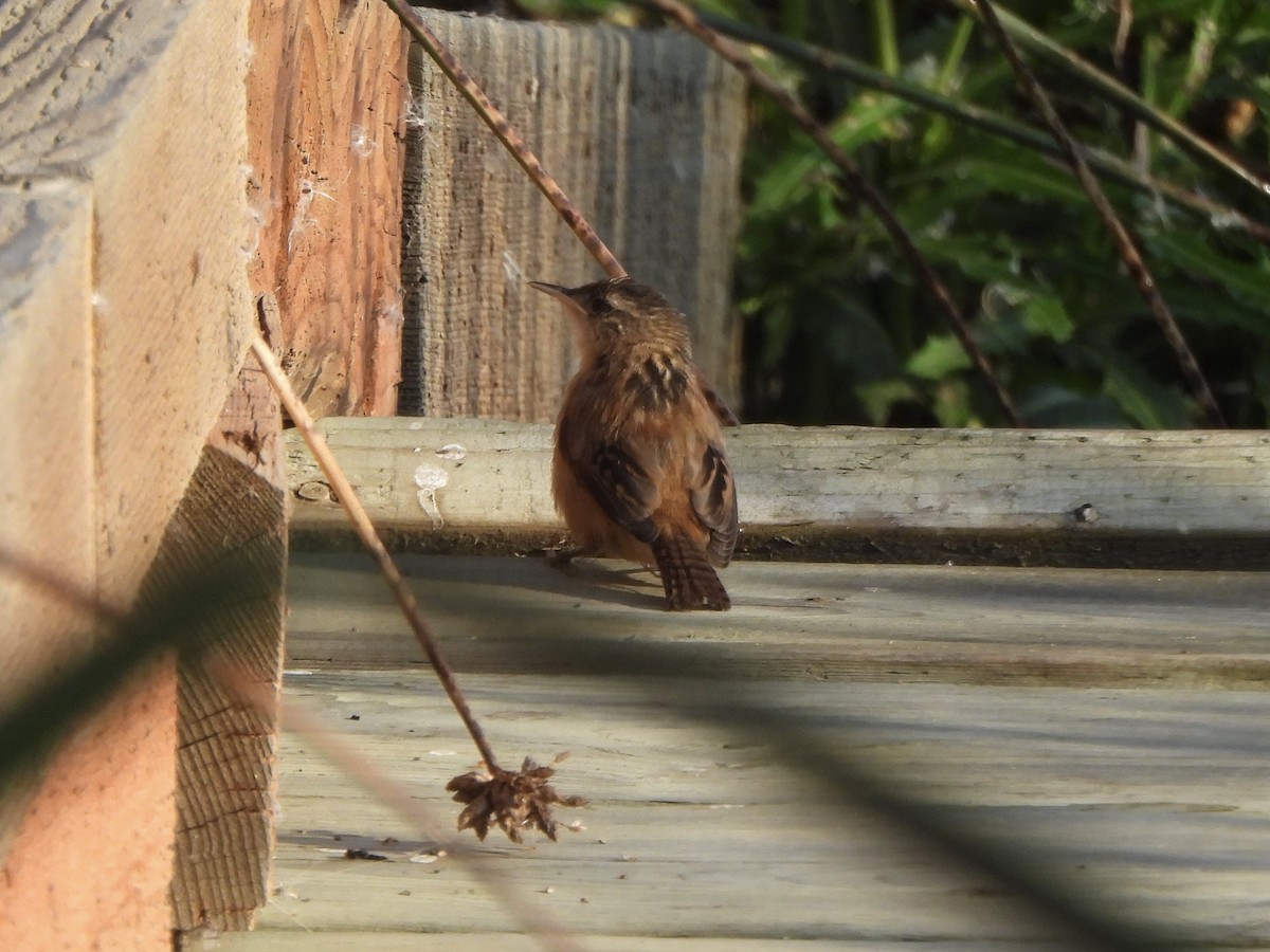 Marsh Wren - ML641722890
