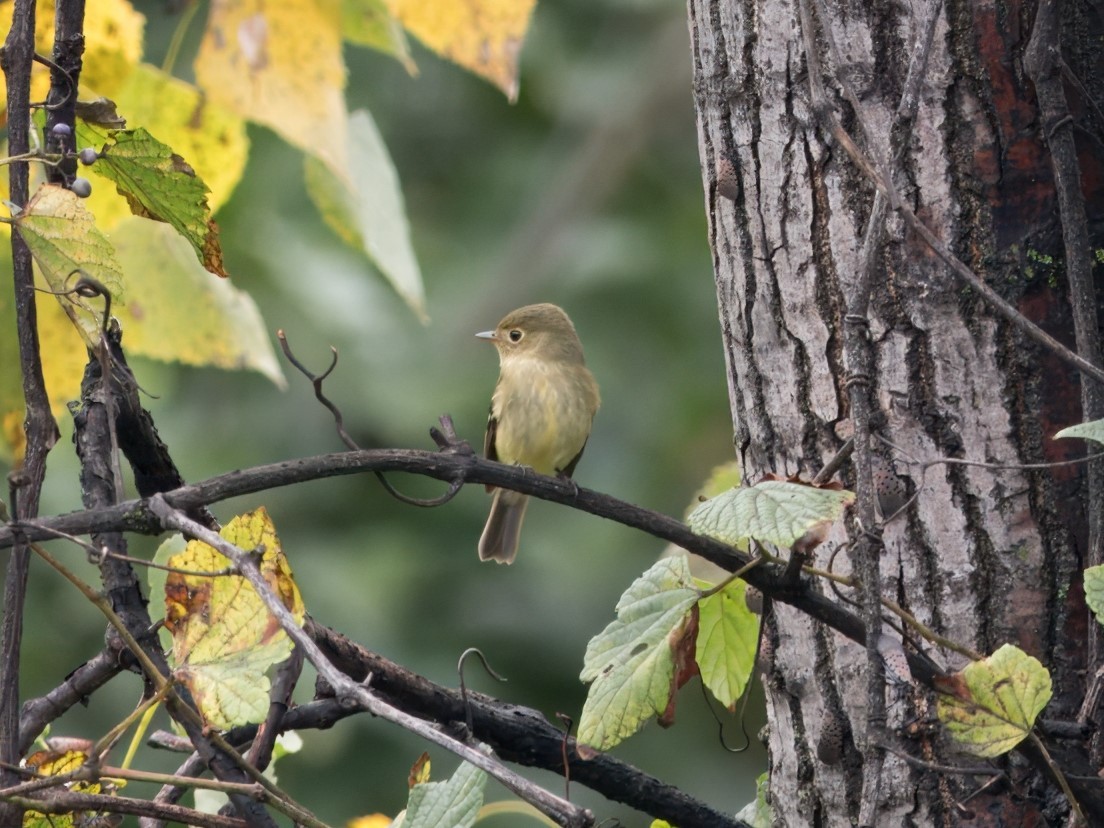 Yellow-bellied Flycatcher - ML641722895