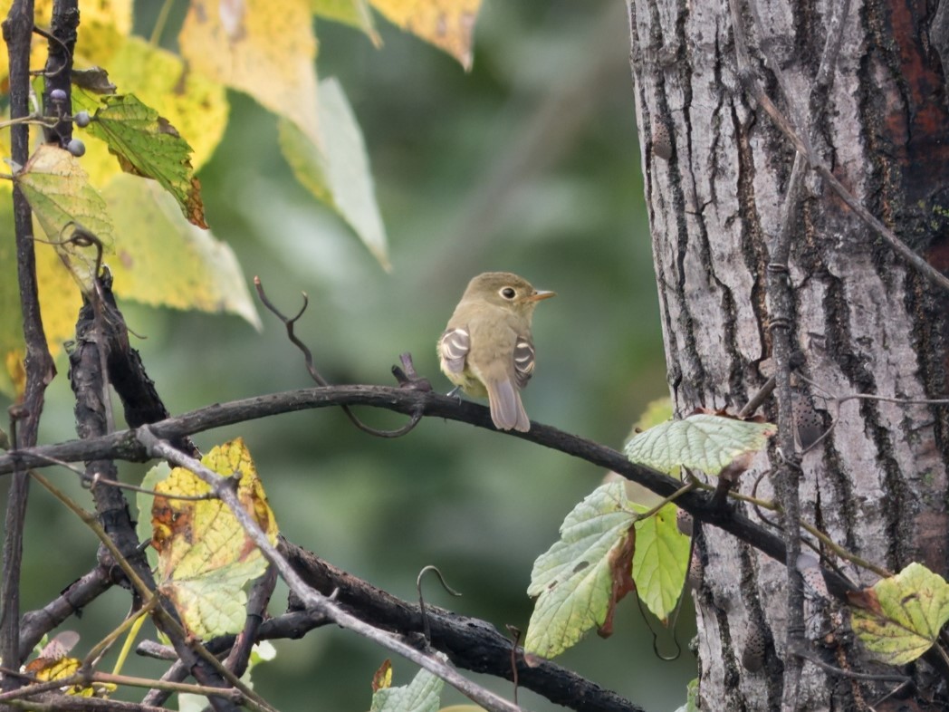 Yellow-bellied Flycatcher - ML641722897