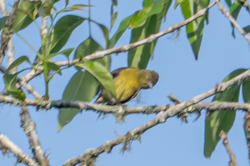 Yellow-bellied Siskin - ML641722904