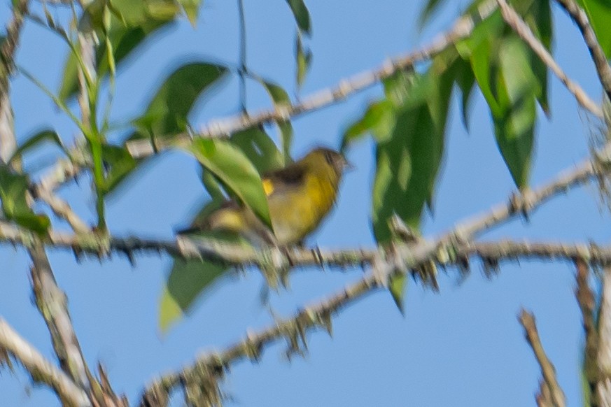 Yellow-bellied Siskin - ML641722907