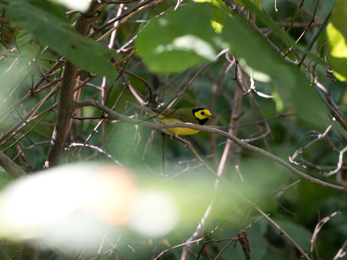 Hooded Warbler - ML641722912