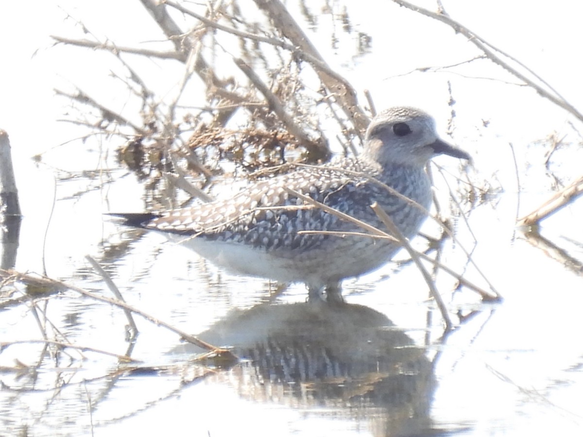 Black-bellied Plover - ML641722920