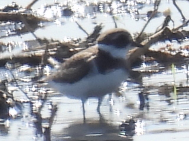 Semipalmated Plover - ML641722922