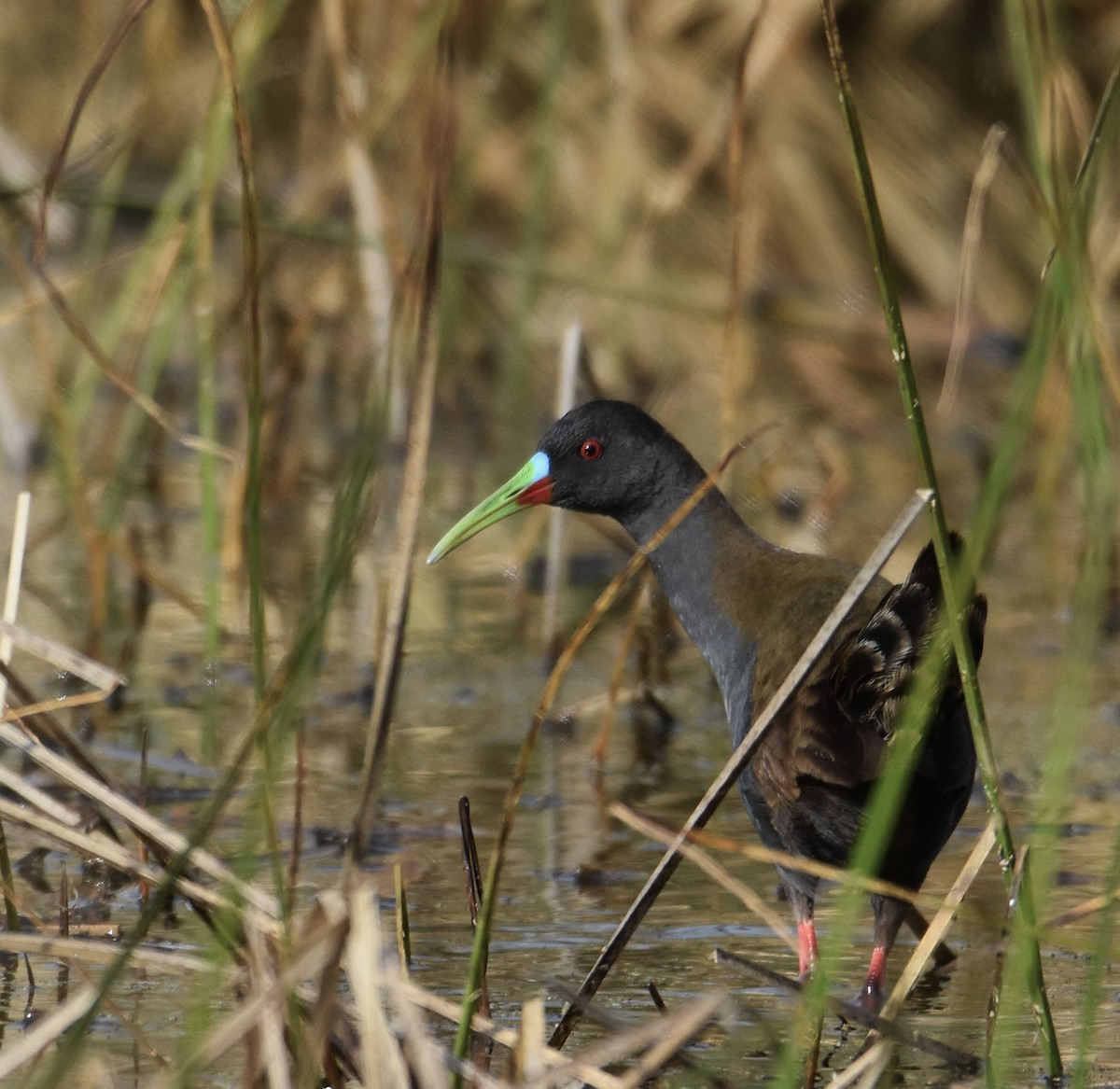 Plumbeous Rail - ML641722937