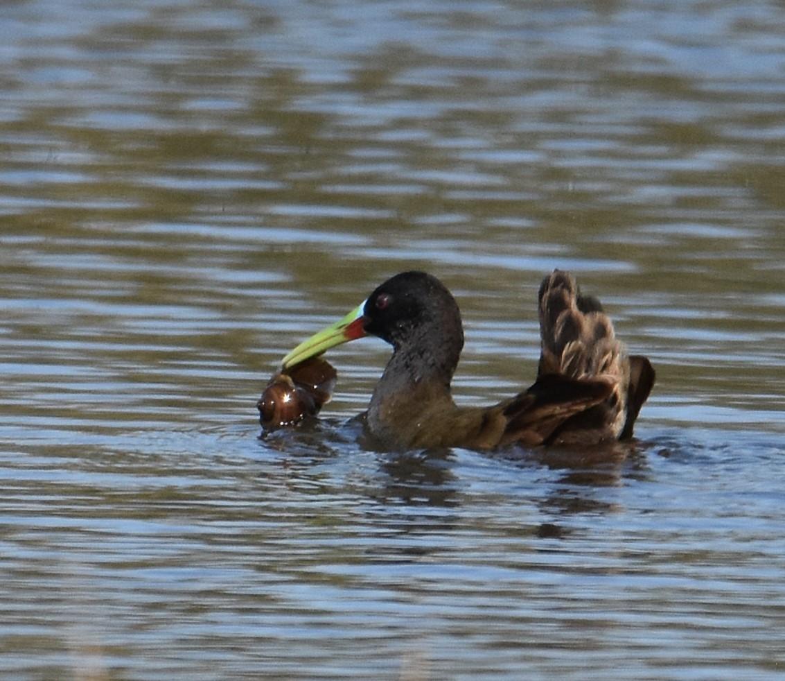 Plumbeous Rail - ML641722940