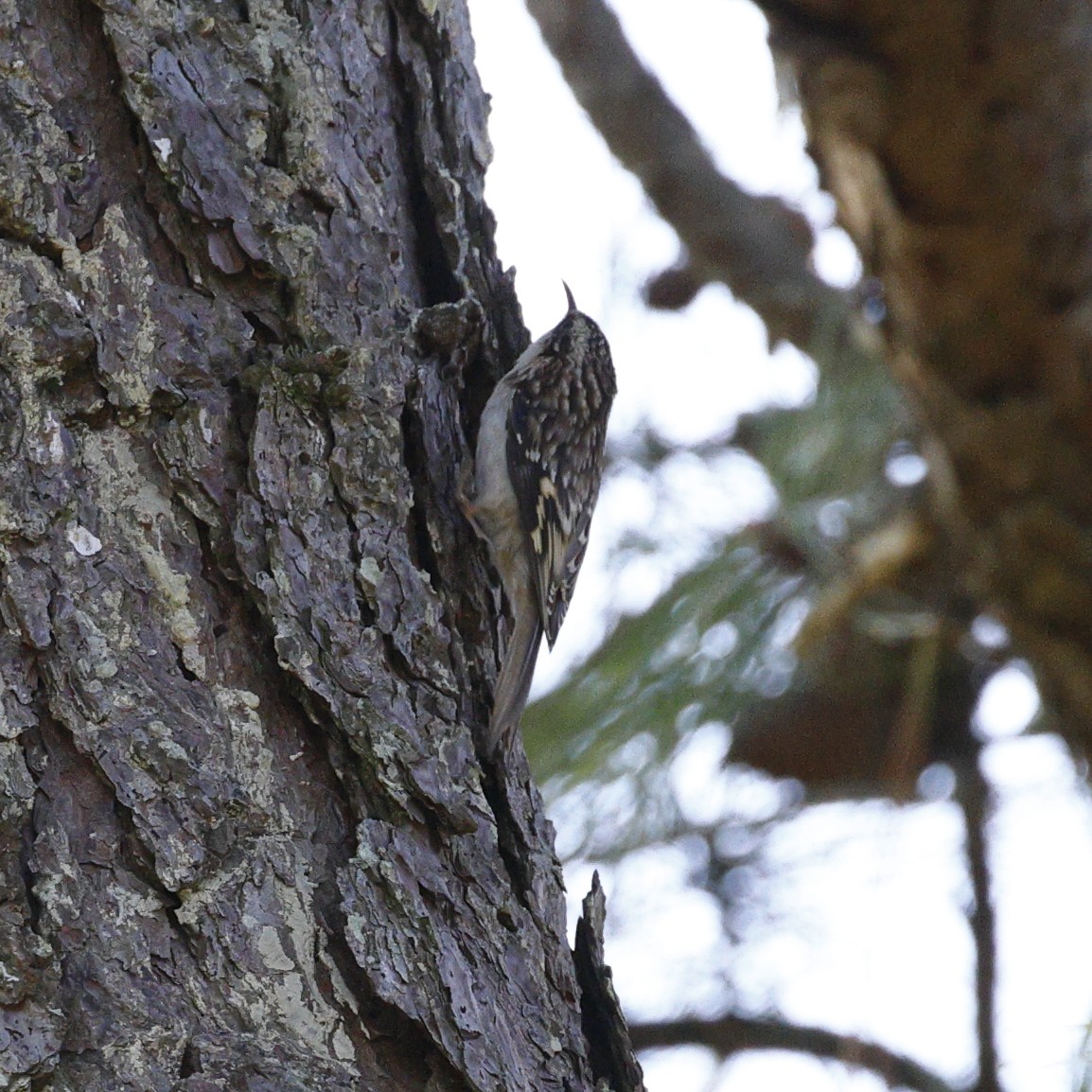 Brown Creeper - ML641722948