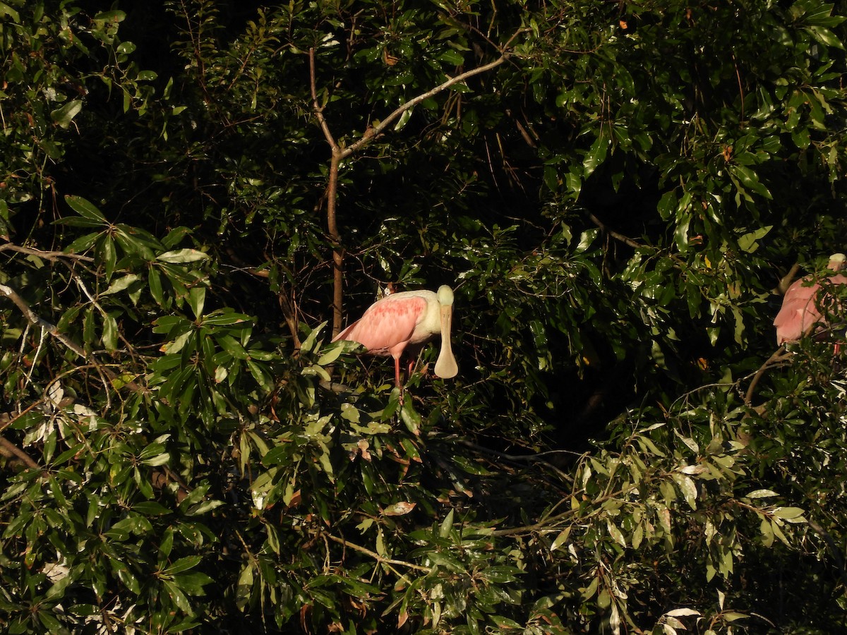 Roseate Spoonbill - ML641722955