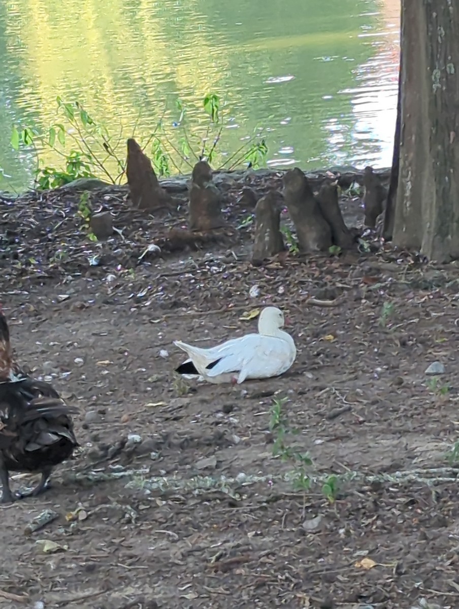 Ross's Goose - ML641722971