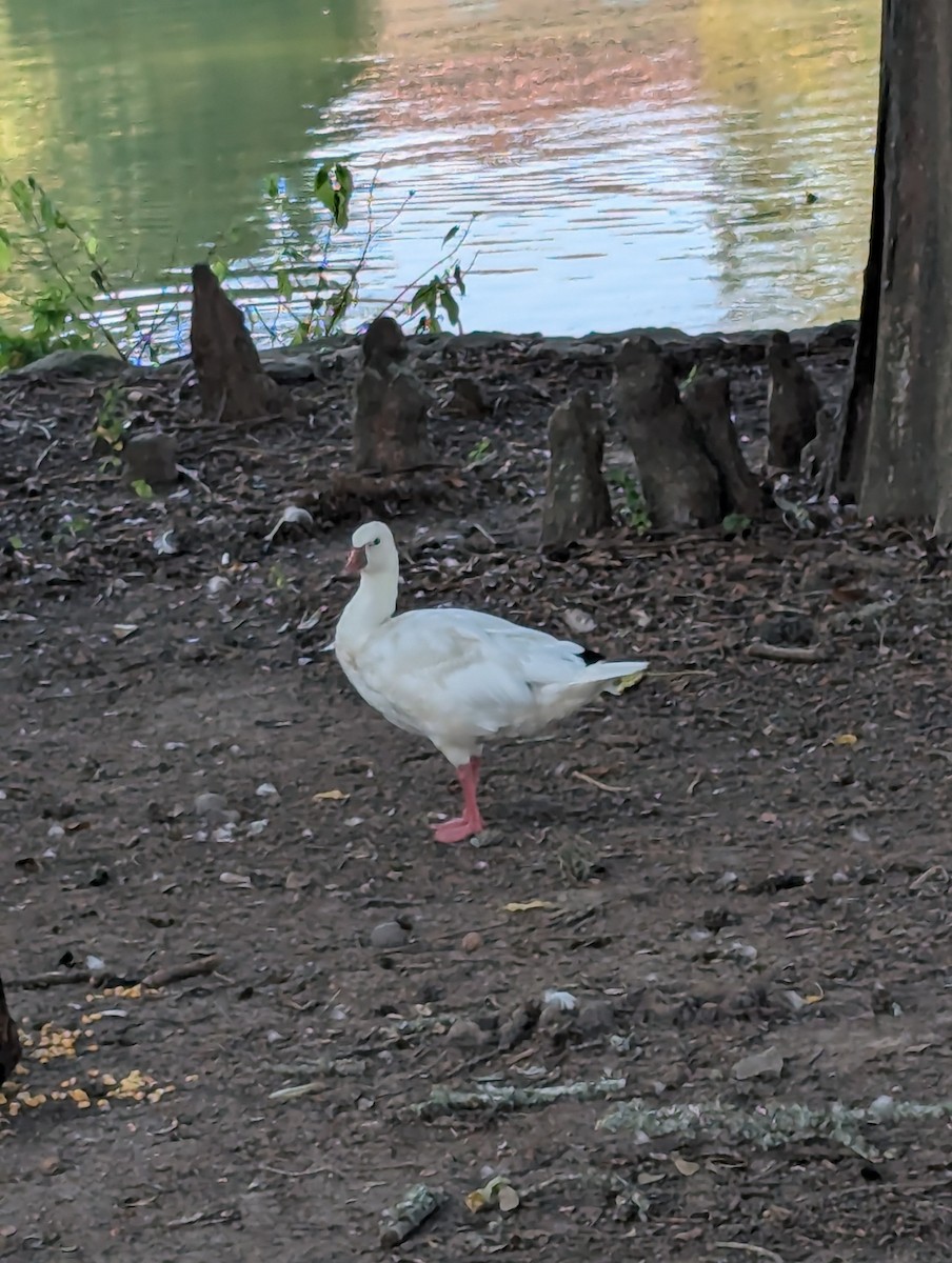 Ross's Goose - ML641722977