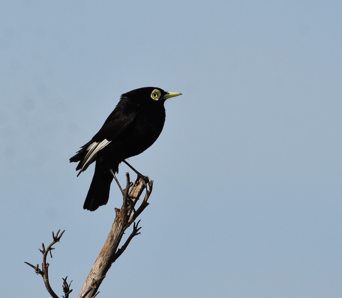 Spectacled Tyrant - ML641722983