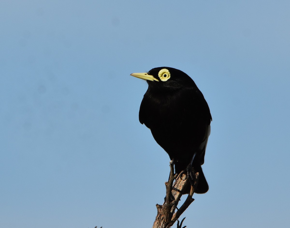 Spectacled Tyrant - ML641722987