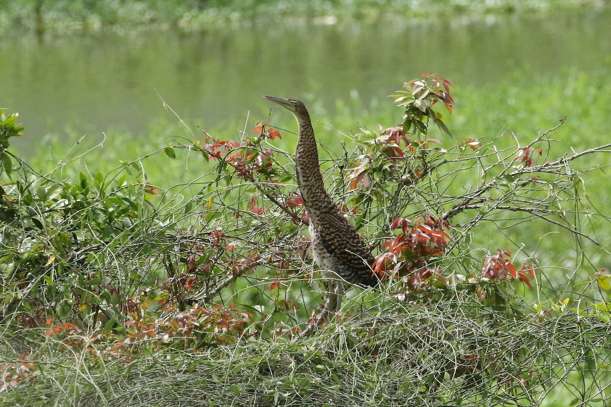 Bare-throated Tiger-Heron - ML641722988