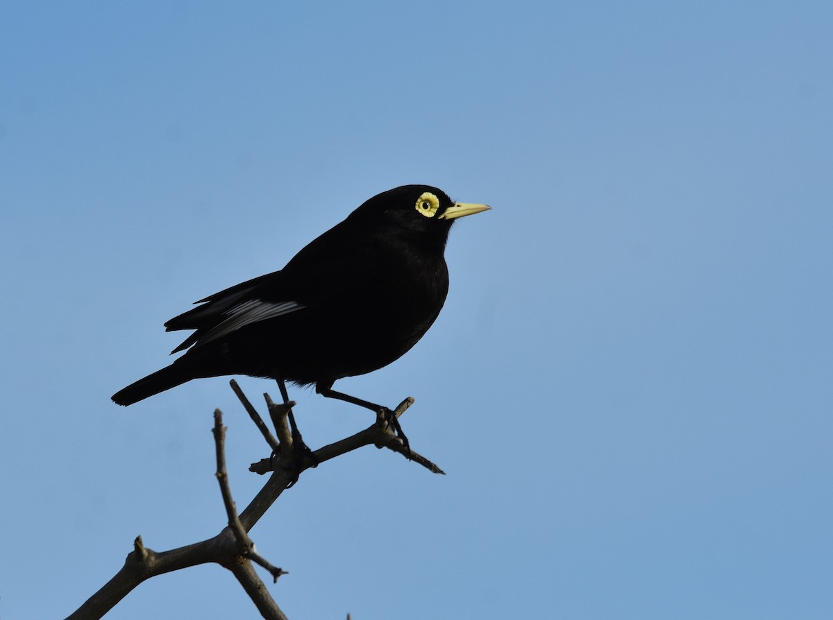 Spectacled Tyrant - ML641722989