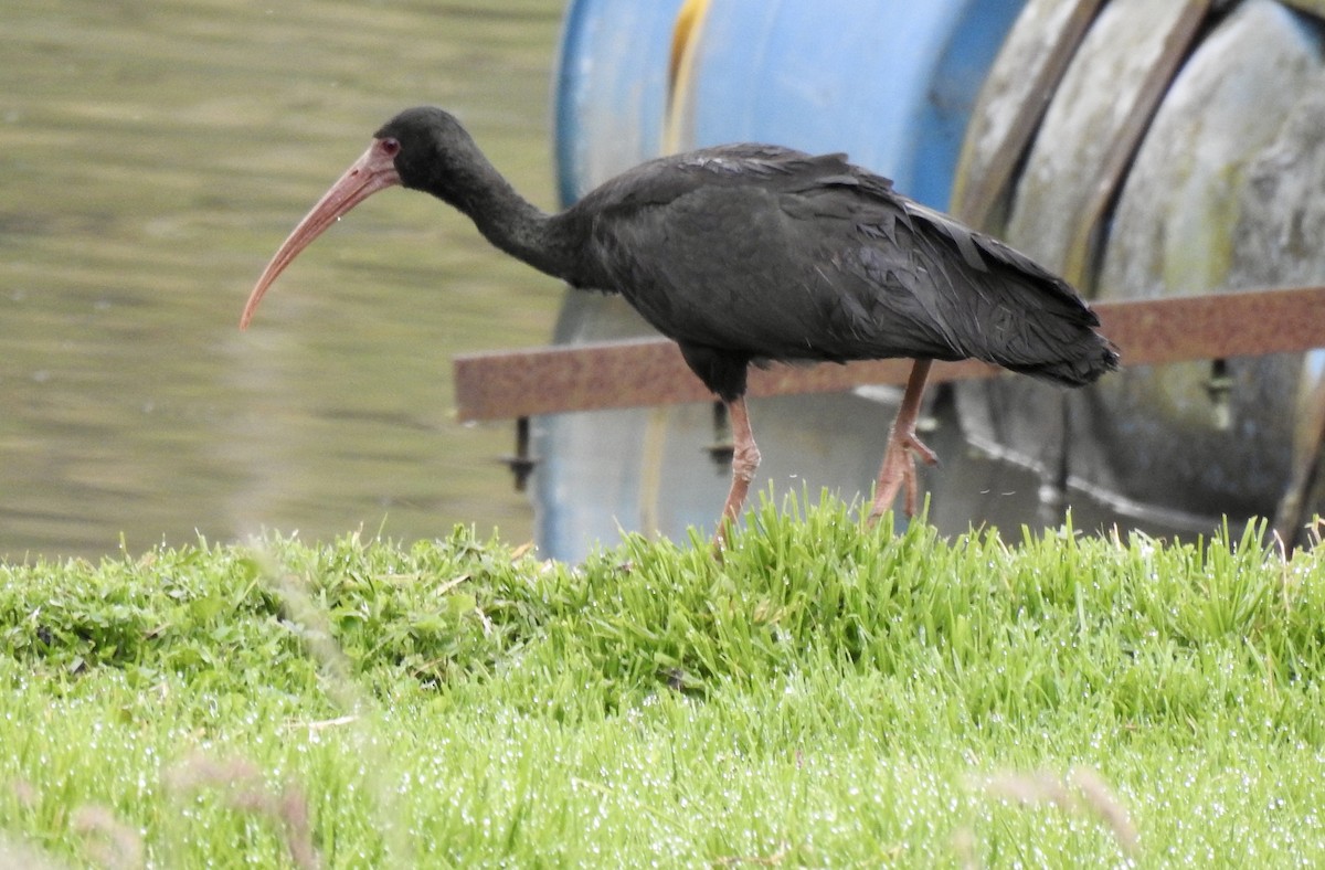 Bare-faced Ibis - ML641723017