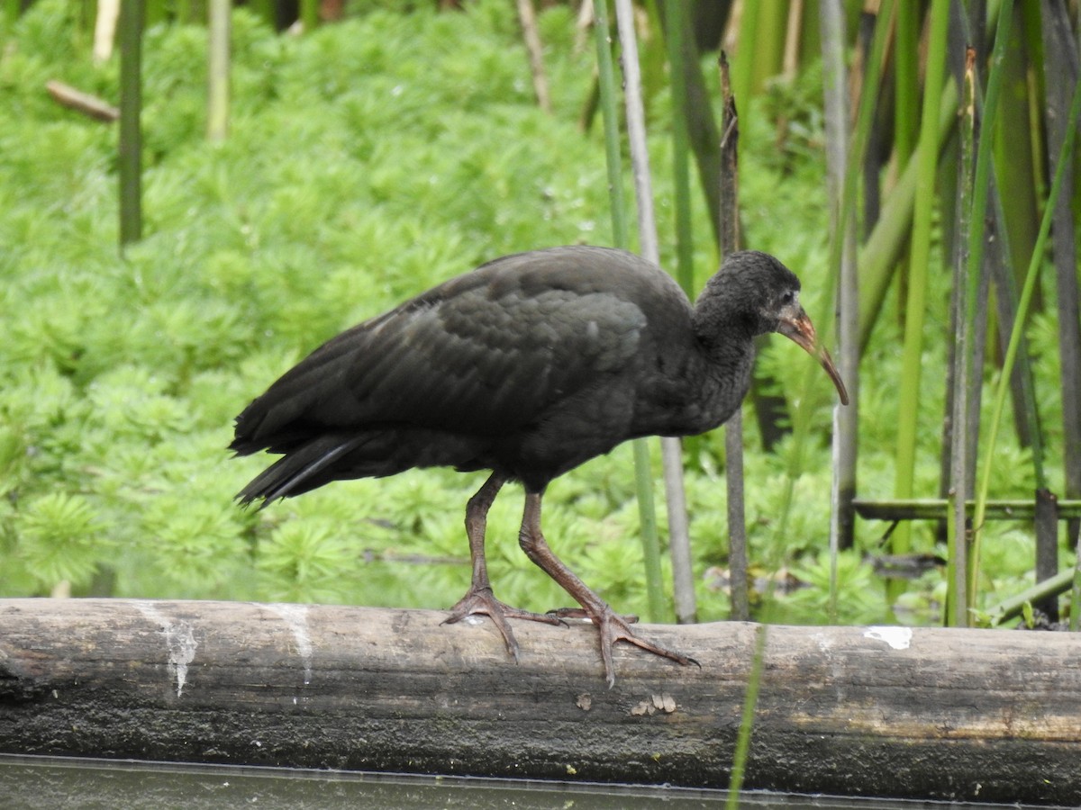 Bare-faced Ibis - ML641723018