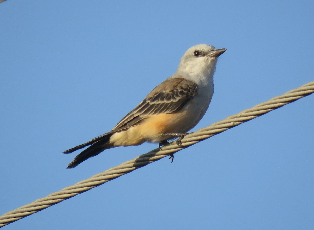 Scissor-tailed Flycatcher - ML641723050