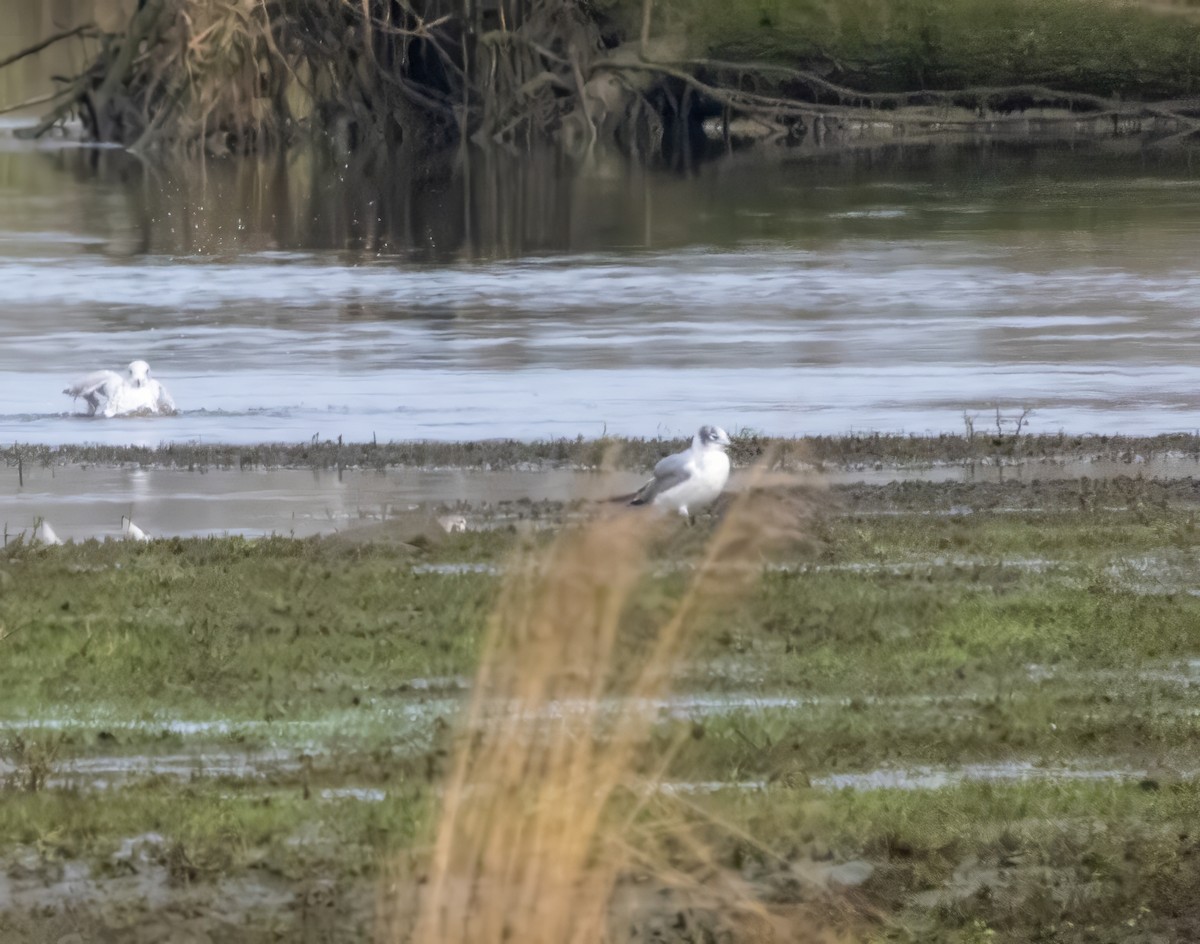 Franklin's Gull - ML641723087